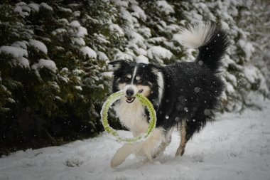 Siyah ve beyaz Border Collie kış zamanı ağzında yeşil bir oyuncak yüzükle karda koşuyor..