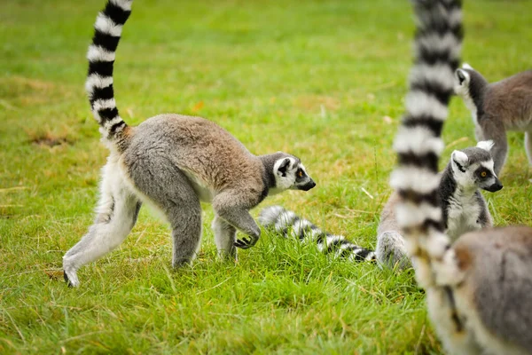 Group of ring-tailed lemurs (Lemur catta) interacting on green grass in a natural enclosure.