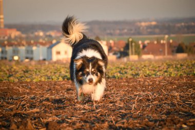 Collie sınırı altın saatinde çamurlu bir arazide yürüyor..