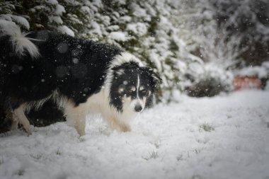 Enerji Sınırı Collie karlı arka bahçede koşuyor, kuyruğunu kıstırıyor ve neşeli bir ruh hali içinde..