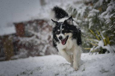 Enerji Sınırı Collie karlı arka bahçede koşuyor, kuyruğunu kıstırıyor ve neşeli bir ruh hali içinde..
