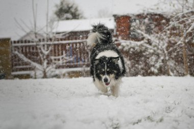 Enerji Sınırı Collie karlı arka bahçede koşuyor, kuyruğunu kıstırıyor ve neşeli bir ruh hali içinde..