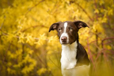 Doğadaki köpeğin bahar portresi. Doğası gereği çok sevimli. Çok güzel bir yüzü var.
