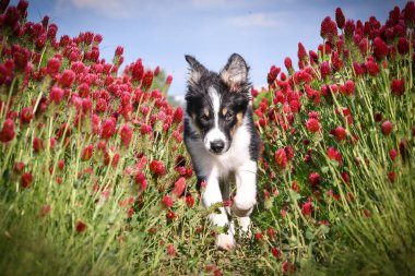 Playful Border Collie puppy running through a vibrant field of red clover flowers on a sunny spring day.