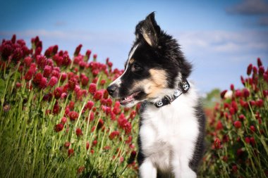 Playful Border Collie puppy running through a vibrant field of red clover flowers on a sunny spring day.