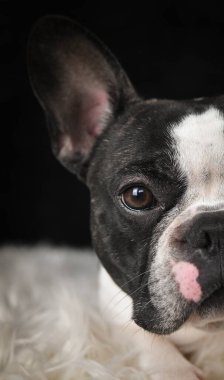 Fransız Bulldog 'ların yüz ve gözünün siyah arka planlı yakın plan görüntüleri..