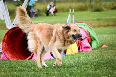 Eğitim ya da yarışma sırasında renkli bir çeviklik tünelinde koşan bir köpek. Köpek sporu ve açık hava egzersizine katılan aktif bir hayvan..