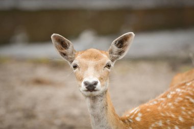 Fallow geyiği (Dama dama) doğrudan kameraya bakıyor, yakın plan portre.