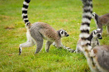 Halka kuyruklu lemur (Lemur catta) yeşil çimenler üzerinde alarmda.