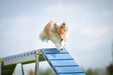 Köpek çeviklik dengesi demetinde koşuyor. Çeviklik konusunda inanılmaz bir köpek..