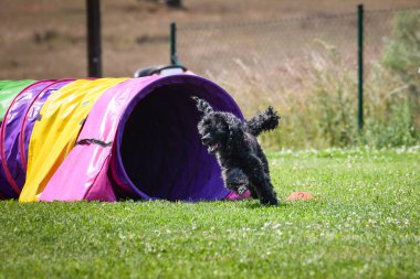 Eğitim ya da yarışma sırasında renkli bir çeviklik tünelinde koşan bir köpek. Köpek sporu ve açık hava egzersizine katılan aktif bir hayvan..