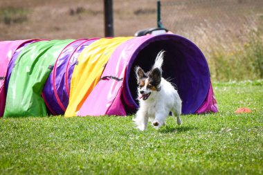 Eğitim ya da yarışma sırasında renkli bir çeviklik tünelinde koşan bir köpek. Köpek sporu ve açık hava egzersizine katılan aktif bir hayvan..
