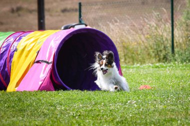 Eğitim ya da yarışma sırasında renkli bir çeviklik tünelinde koşan bir köpek. Köpek sporu ve açık hava egzersizine katılan aktif bir hayvan..