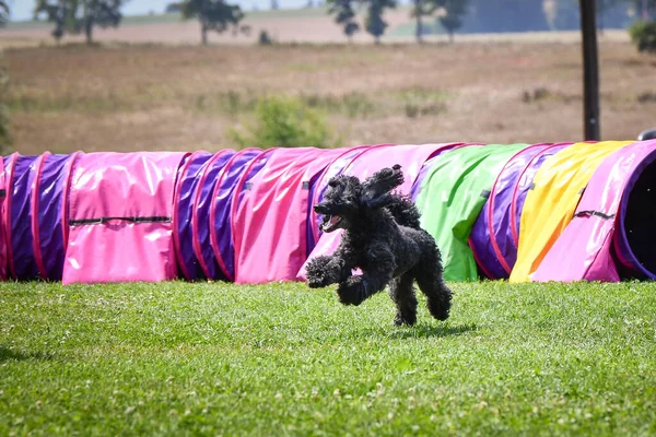 Eğitim ya da yarışma sırasında renkli bir çeviklik tünelinde koşan bir köpek. Köpek sporu ve açık hava egzersizine katılan aktif bir hayvan..