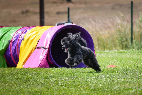Eğitim ya da yarışma sırasında renkli bir çeviklik tünelinde koşan bir köpek. Köpek sporu ve açık hava egzersizine katılan aktif bir hayvan..