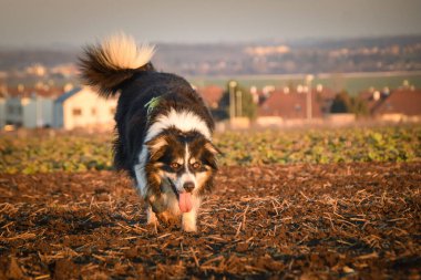 Collie sınırı gün batımında sahada yürüyor ve oynuyor. Kırsal alanda köpek silueti ve sıcak akşam ışığı.