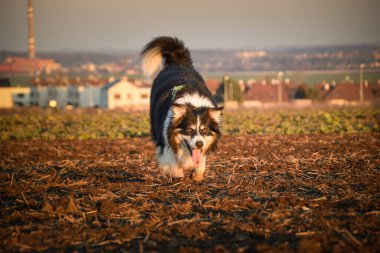 Collie sınırı gün batımında sahada yürüyor ve oynuyor. Kırsal alanda köpek silueti ve sıcak akşam ışığı.