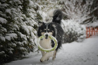 Siyah ve beyaz Border Collie kış zamanı ağzında yeşil bir oyuncak yüzükle karda koşuyor..