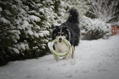 Siyah ve beyaz Border Collie kış zamanı ağzında yeşil bir oyuncak yüzükle karda koşuyor..