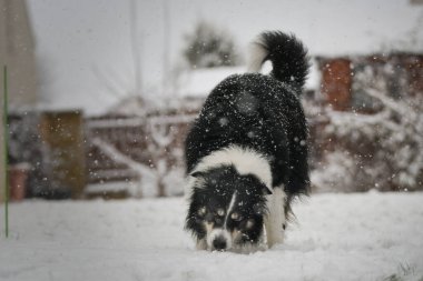 Enerji Sınırı Collie karlı arka bahçede koşuyor, kuyruğunu kıstırıyor ve neşeli bir ruh hali içinde..