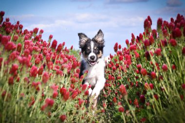 Playful Border Collie puppy running through a vibrant field of red clover flowers on a sunny spring day.