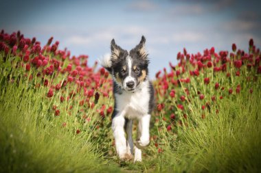 Playful Border Collie puppy running through a vibrant field of red clover flowers on a sunny spring day.