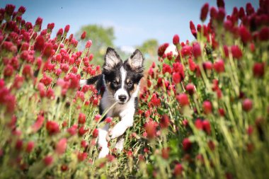 Playful Border Collie puppy running through a vibrant field of red clover flowers on a sunny spring day.