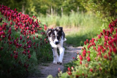 Playful Border Collie puppy running through a vibrant field of red clover flowers on a sunny spring day.