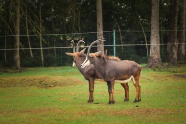 Samur antilop (Hippotragus niger) hayvanat bahçesinin etrafındaki yeşil çimlerde otlar. Uzun kıvrımlı boynuzları olan güzel koyu renkli Afrika antilopları.