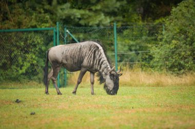 Blue wildebeest (Connochaetes taurinus) grazing on green grass in a zoo enclosure.