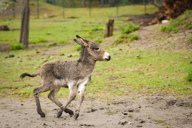 Yeni doğmuş eşek yavrusu, çim yamacında yürüyor, hala ıslak kürklü..