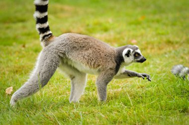 Halka kuyruklu lemur (Lemur catta) açık havada yeşil çimlerin üzerinde oturuyor ve yürüyor. Uzun çizgili kuyruklu meraklı primat tipik davranış ve duruş gösteriyor..