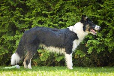 Bahçedeki çimlerin üzerinde duran ıslak bir Collie 'nin yan görüntüsü..