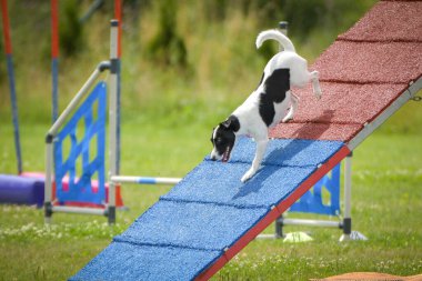 Dog, is running on agility A frame. Amazing evening, Hurdle having private agility training for a sports competition