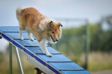 Köpek çeviklik dengesi demetinde koşuyor. Çeviklik konusunda inanılmaz bir köpek..