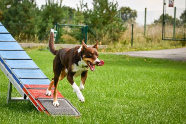 Köpek çeviklik dengesi demetinde koşuyor. Çeviklik konusunda inanılmaz bir köpek..