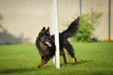 Köpek çeviklik eğitimi için slalom koşuyor yaz kampı czech slalom..