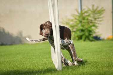 Köpek çeviklik eğitimi için slalom koşuyor yaz kampı czech slalom..
