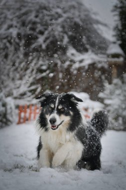Enerji Sınırı Collie karlı arka bahçede koşuyor, kuyruğunu kıstırıyor ve neşeli bir ruh hali içinde..