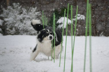 Enerji Sınırı Collie karlı arka bahçede koşuyor, kuyruğunu kıstırıyor ve neşeli bir ruh hali içinde..