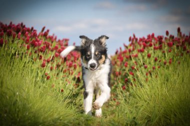 Playful Border Collie puppy running through a vibrant field of red clover flowers on a sunny spring day.