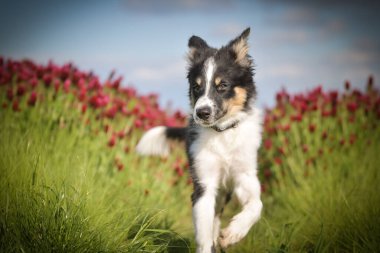 Playful Border Collie puppy running through a vibrant field of red clover flowers on a sunny spring day.