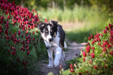 Playful Border Collie puppy running through a vibrant field of red clover flowers on a sunny spring day.