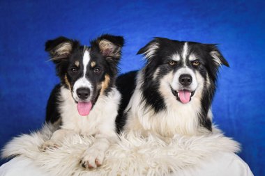 Stüdyoda birlikte poz veren iki mutlu Border Collie köpeği. İki neşeli Border Collie köpeğinin yan yana tüylü bir halıya uzanmış, dilleri dışarıda kameraya bakarken portresi. Mavi stüdyoyla çekim