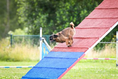 Dog, is running on agility A frame. Amazing evening, Hurdle having private agility training for a sports competition