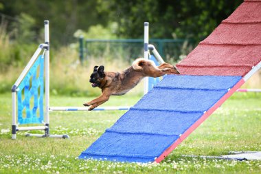 Dog, is running on agility A frame. Amazing evening, Hurdle having private agility training for a sports competition