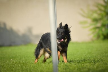Köpek çeviklik eğitimi için slalom koşuyor yaz kampı czech slalom..