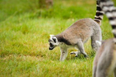 Halka kuyruklu lemur (Lemur catta) açık havada yeşil çimlerin üzerinde oturuyor ve yürüyor. Uzun çizgili kuyruklu meraklı primat tipik davranış ve duruş gösteriyor..