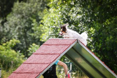 Dog, is running on agility A frame. Amazing evening, Hurdle having private agility training for a sports competition