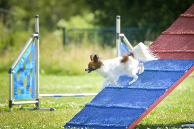 Dog, is running on agility A frame. Amazing evening, Hurdle having private agility training for a sports competition